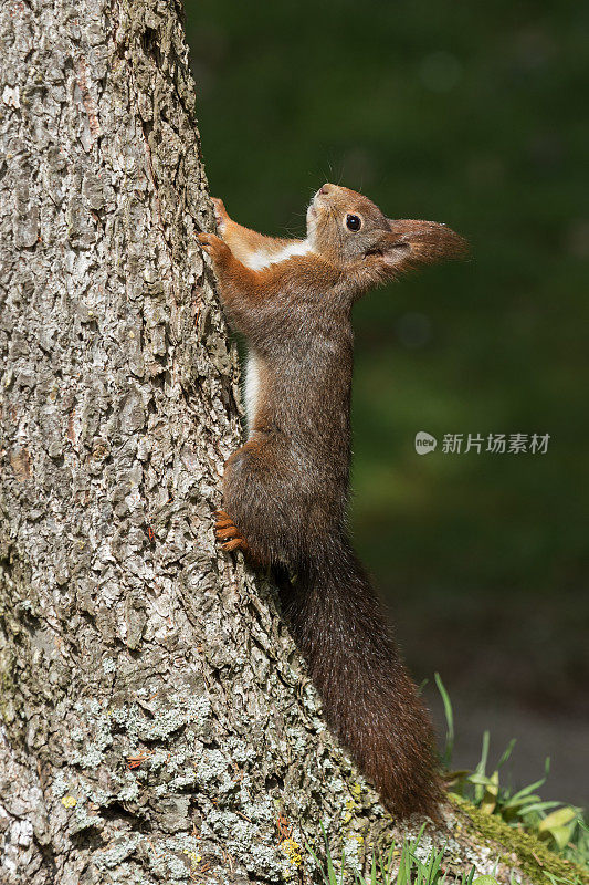 欧亚红松鼠(Sciurus vulgaris)